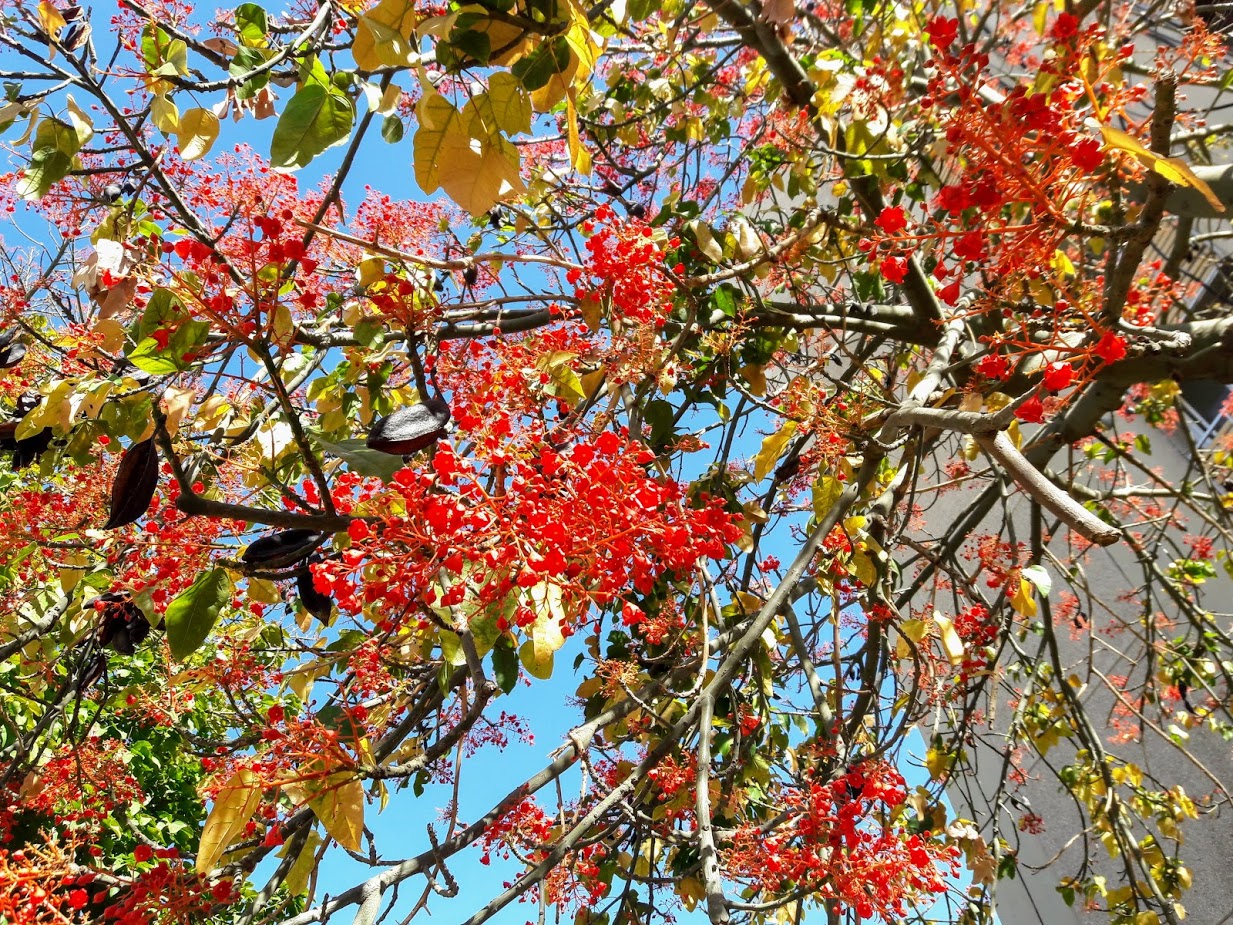 Image of Brachychiton acerifolius specimen.