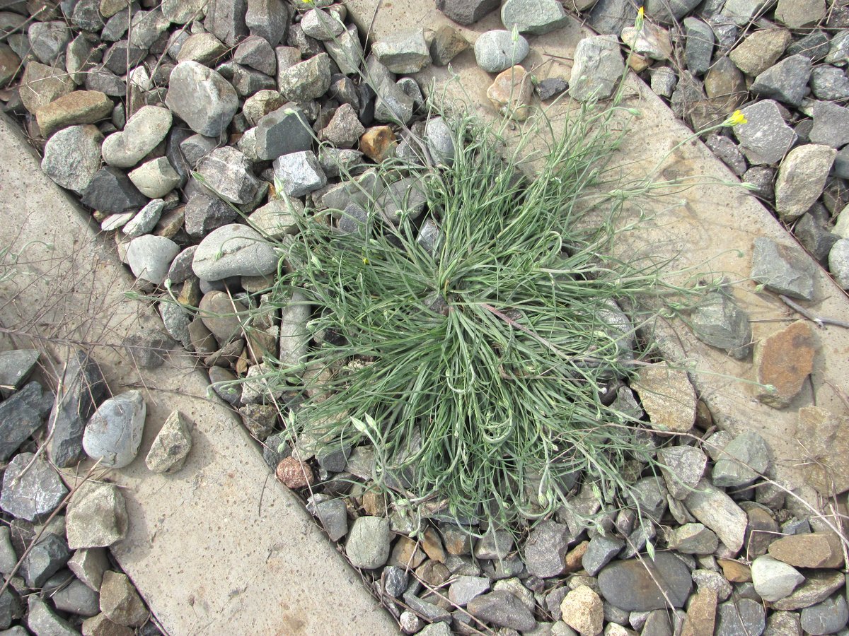 Image of Scorzonera biebersteinii specimen.