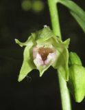 Epipactis persica. Цветок с аномально вывернутым эпихилием губы. Дагестан, Табасаранский р-н, 1 км к северо-востоку от с. Татиль, буковый лес. 21 июня 2018 г.