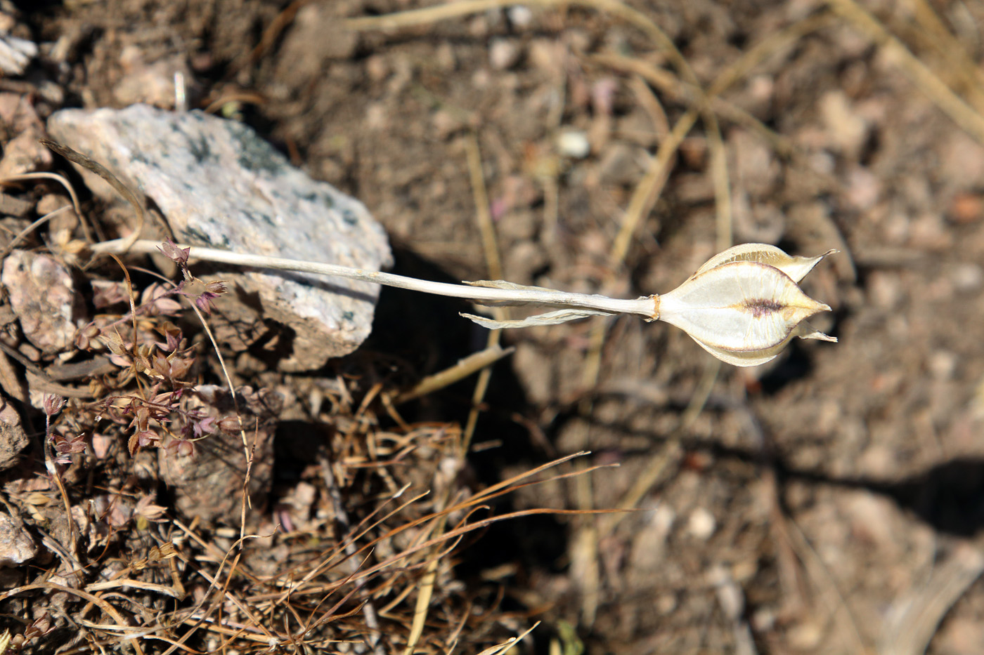 Image of Tulipa dasystemon specimen.