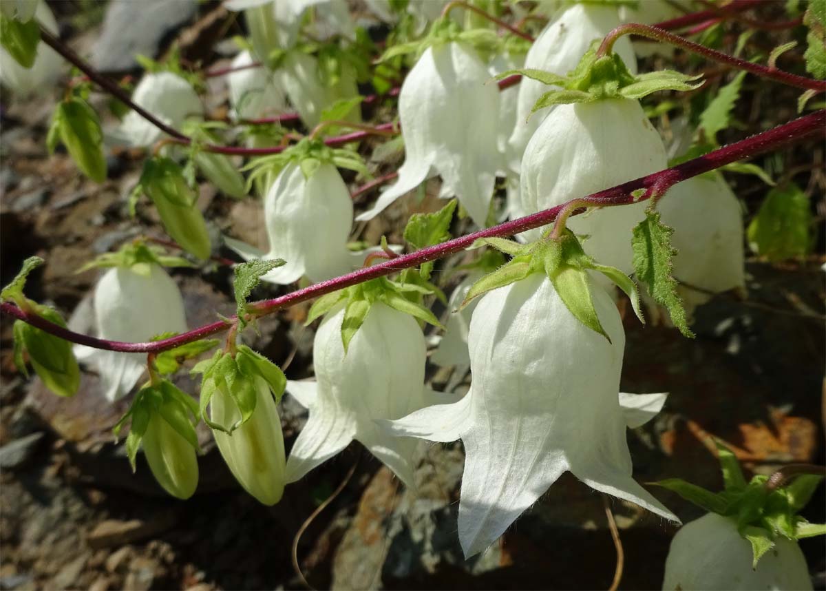 Image of Campanula leskovii specimen.