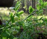 Vaccinium myrtillus