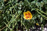 Glaucium leiocarpum