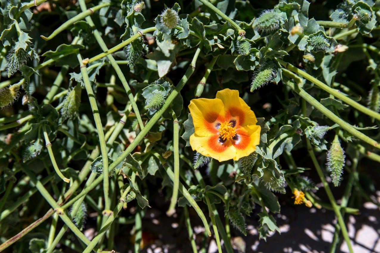 Изображение особи Glaucium leiocarpum.