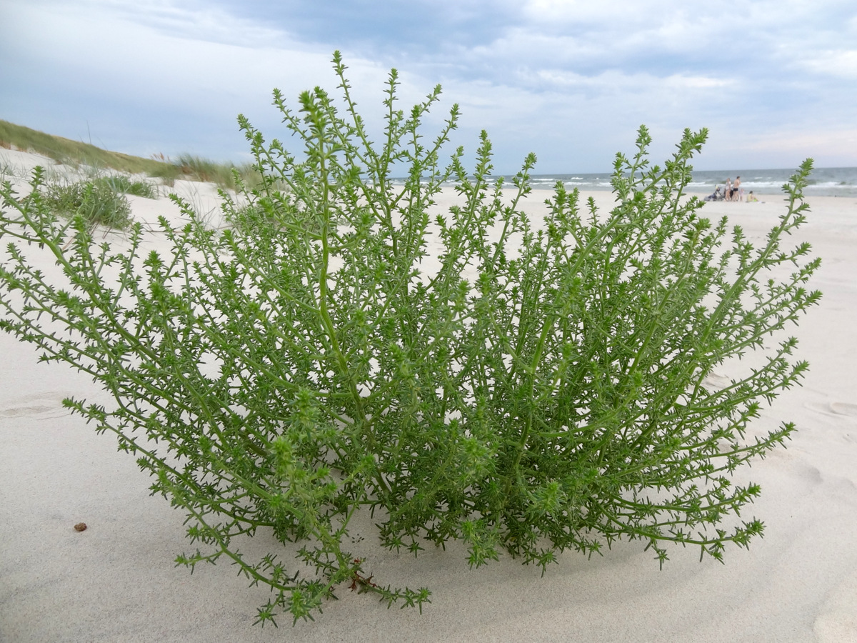 Изображение особи Salsola kali.