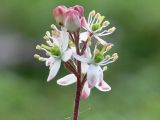 Bryanthus gmelinii. Соцветие. Камчатский край, Елизовский городской округ, природный парк \"Вулканы Камчатки\", участок \"Южный\", кластер \"Налычево\", кордон \"Авачинский перевал\", подножье Авачинского вулкана, горная тундра.12.07.2008.