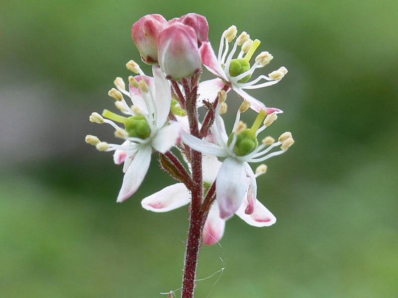 Изображение особи Bryanthus gmelinii.