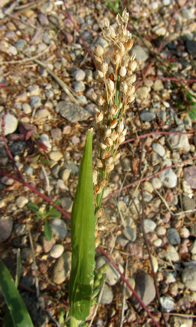 Image of Panicum miliaceum specimen.