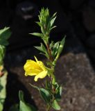 Oenothera rubricaulis. Верхняя часть побега с соцветием. Московская обл., Серпуховский р-н, окр. платф. Шарапова Охота, железнодорожное полотно. 06.09.2018.