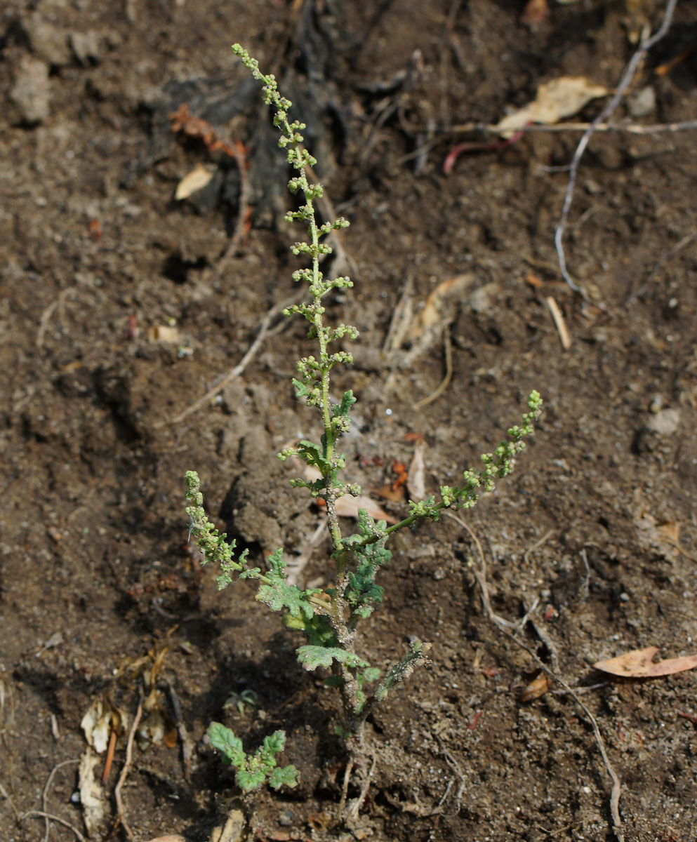 Image of Dysphania botrys specimen.