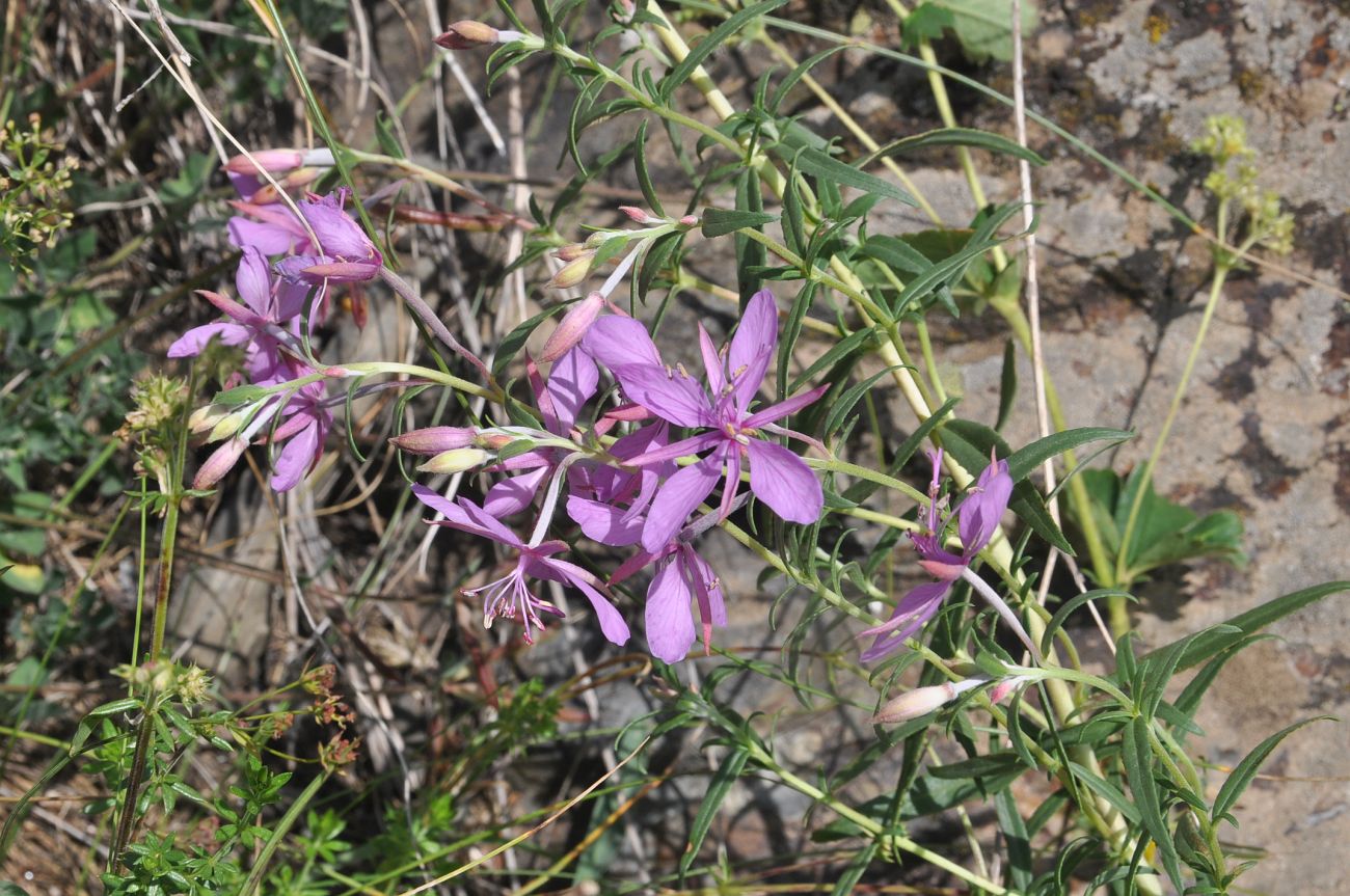 Image of Chamaenerion colchicum specimen.