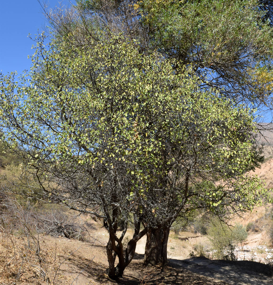 Изображение особи Rhamnus cathartica.