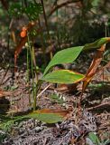 Convallaria majalis. Плодоносящее растение. Московская обл., Шатурский р-н, долина р. Поля, опушка сосняка. 18.08.2018.