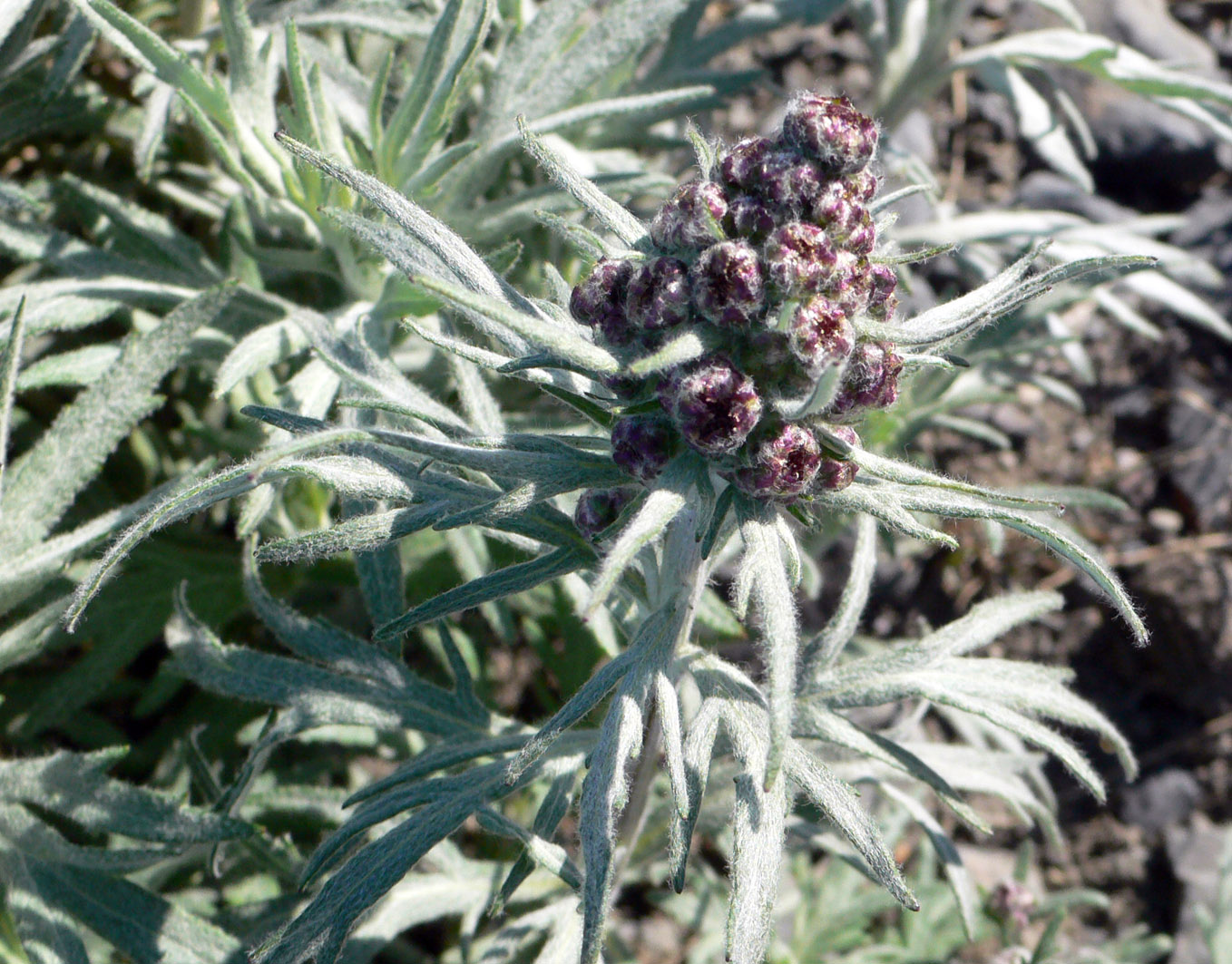 Изображение особи Artemisia tilesii.