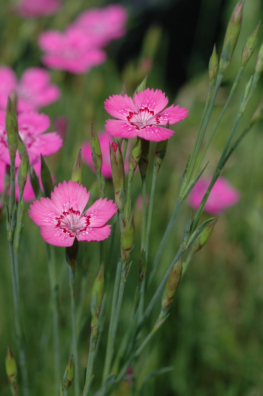 Изображение особи Dianthus deltoides.