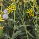 Senecio erucifolius. Части побегов с соцветиями и соплодиями. Ростовская обл., Неклиновский р-н, окр. хут. Мержаново, каменистый берег, в зарослях тростника. 16.09.2018.