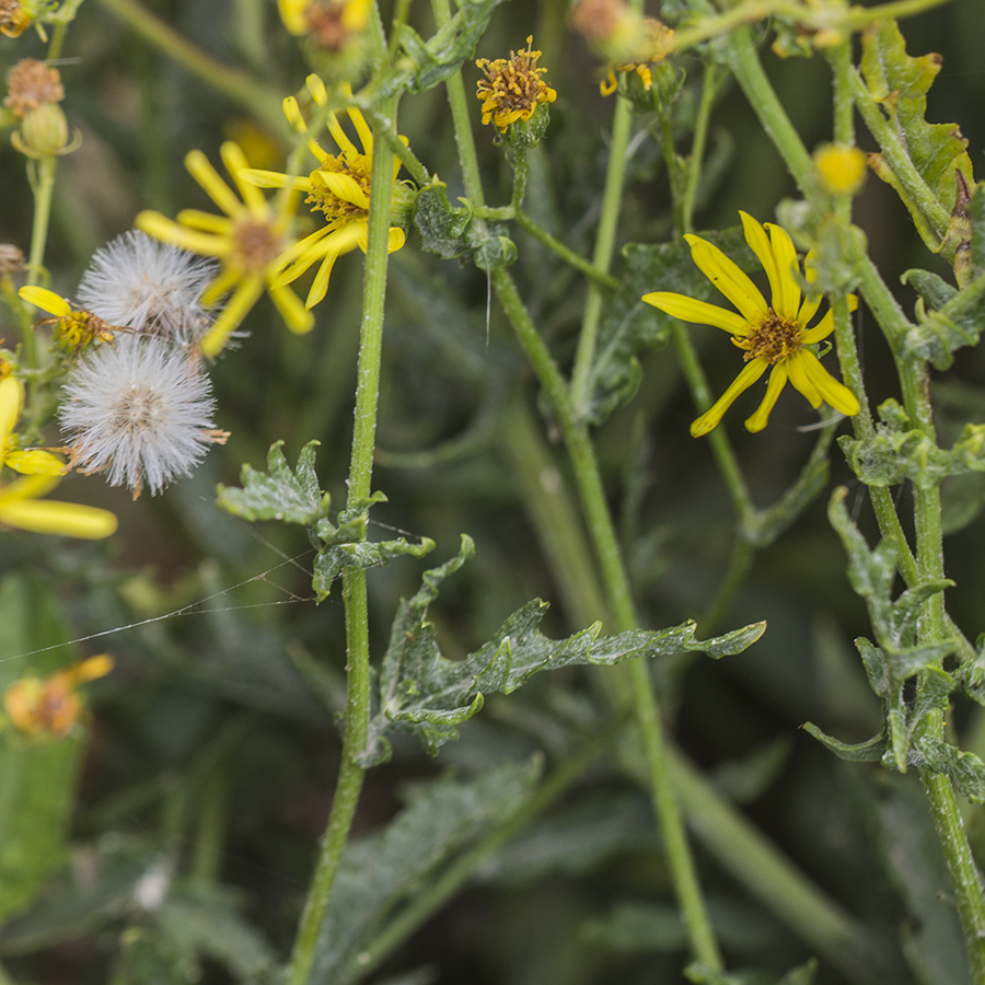 Изображение особи Senecio erucifolius.