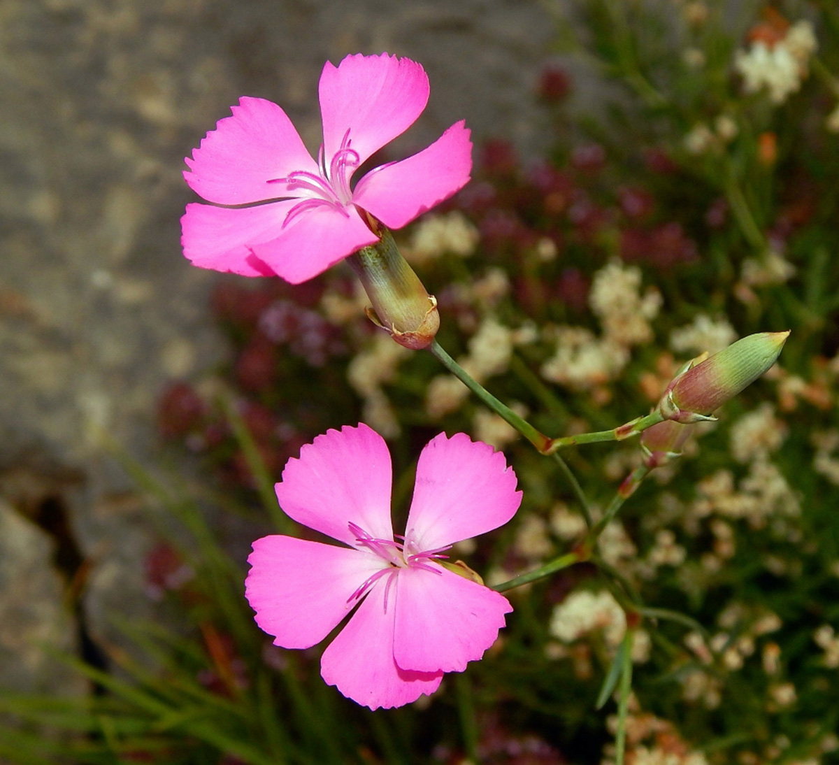 Изображение особи род Dianthus.