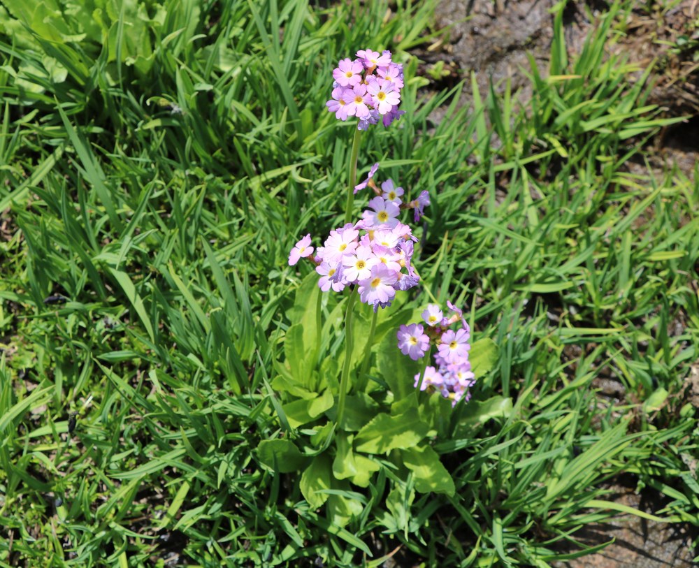 Image of Primula auriculata specimen.