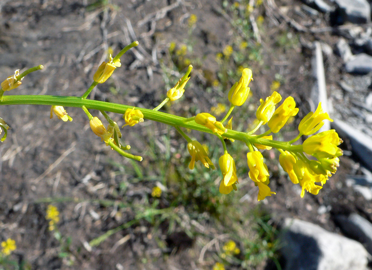 Image of Barbarea arcuata specimen.