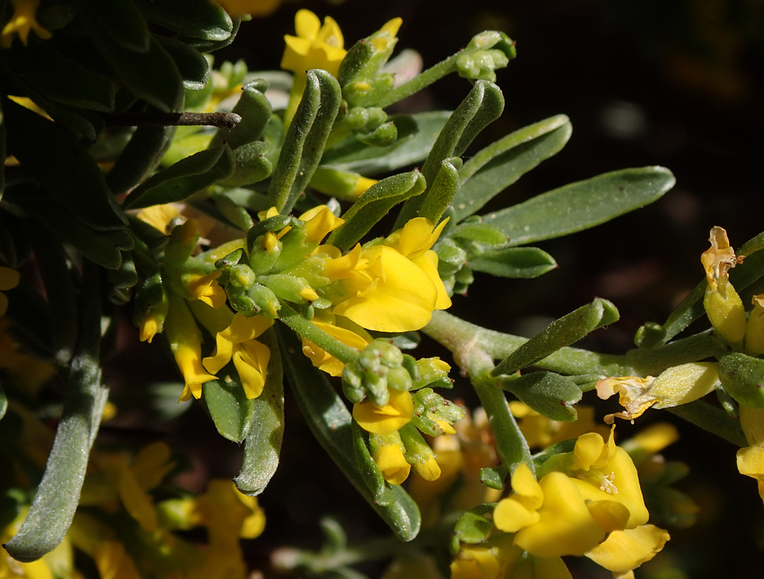 Изображение особи Anthyllis hermanniae.