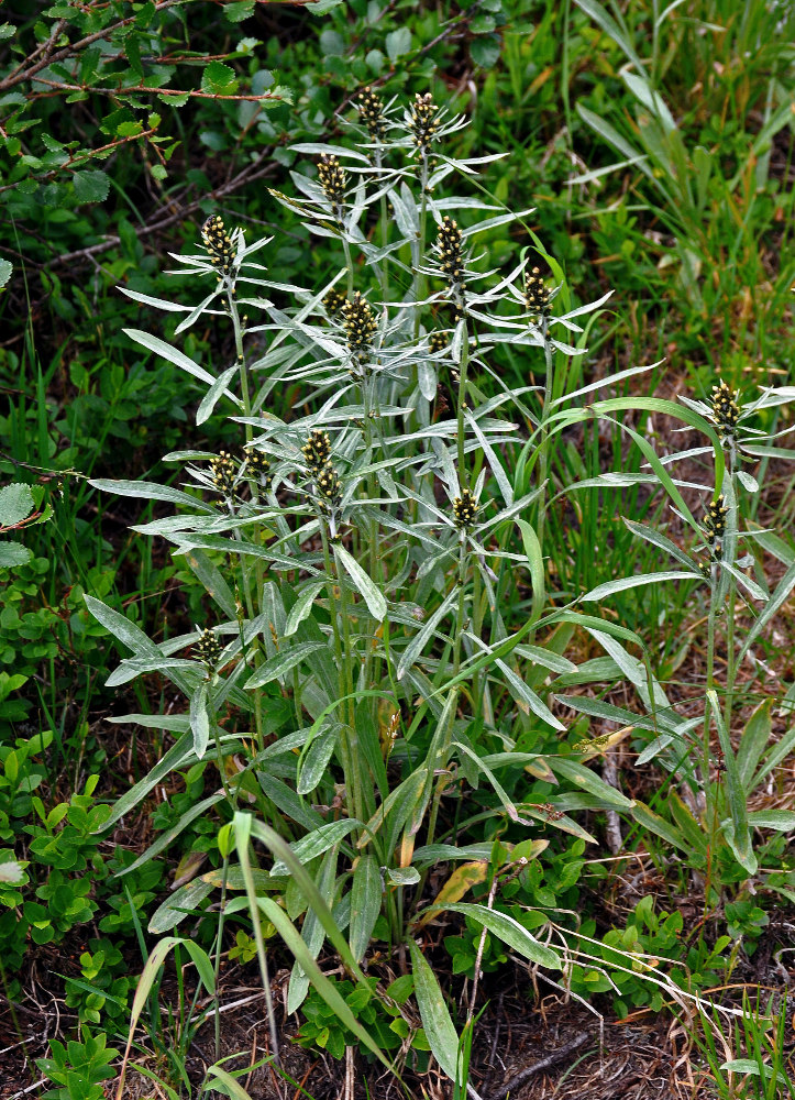 Image of Omalotheca norvegica specimen.