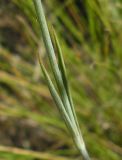 Dianthus guttatus
