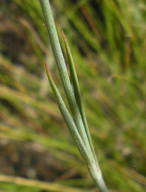 Image of Dianthus guttatus specimen.