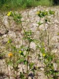 Potentilla norvegica