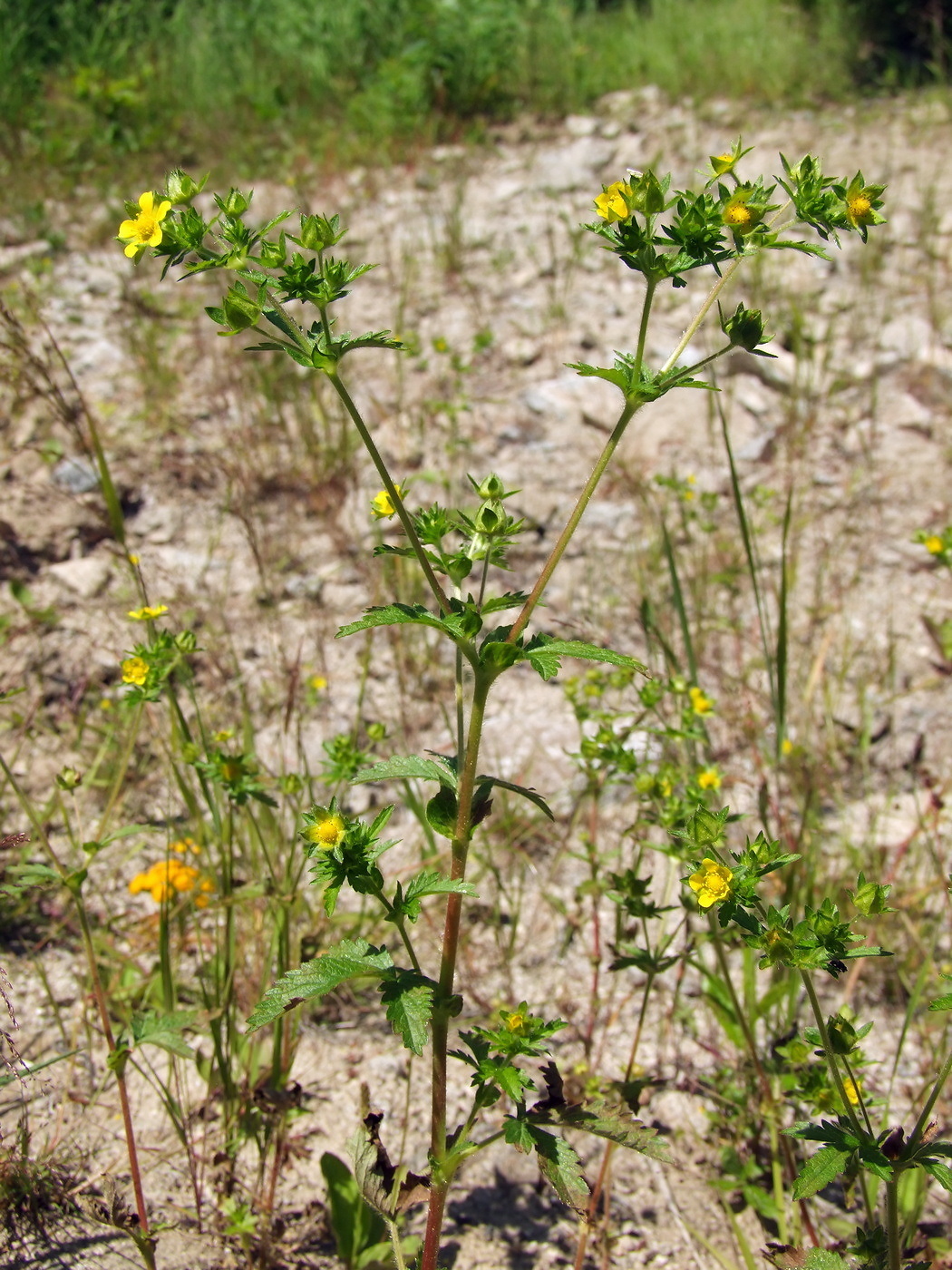 Изображение особи Potentilla norvegica.