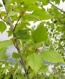 Populus &times; berolinensis