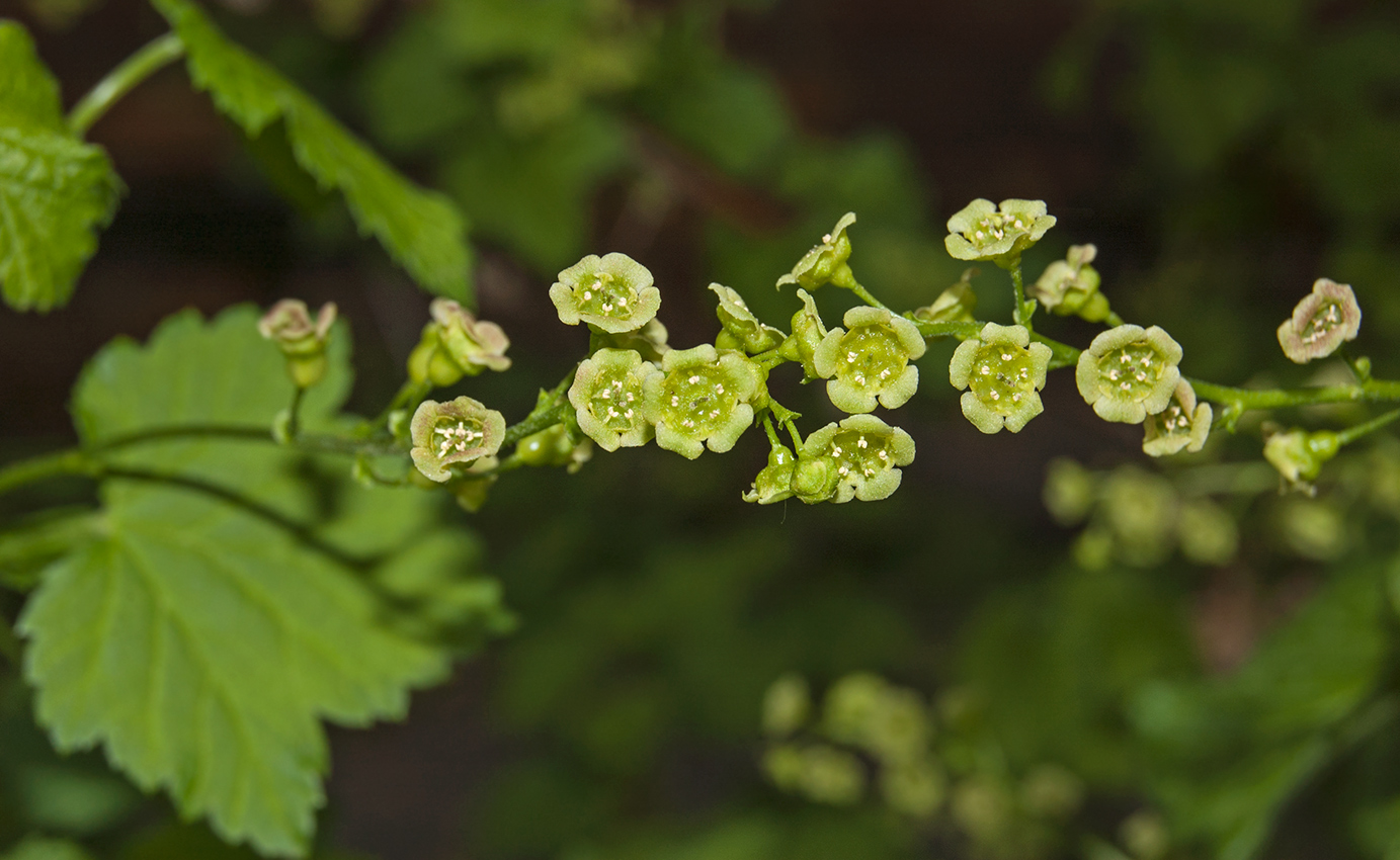 Изображение особи Ribes rubrum.