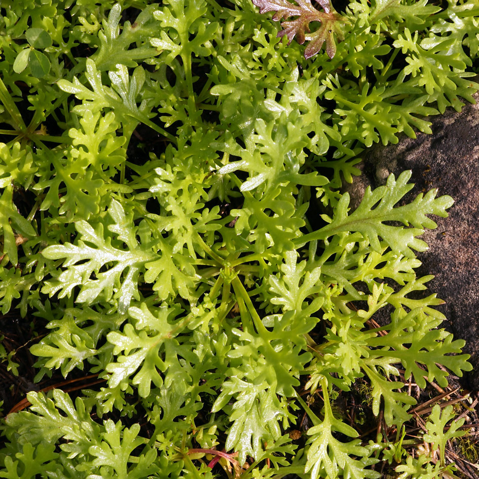 Изображение особи Chrysanthemum mongolicum.