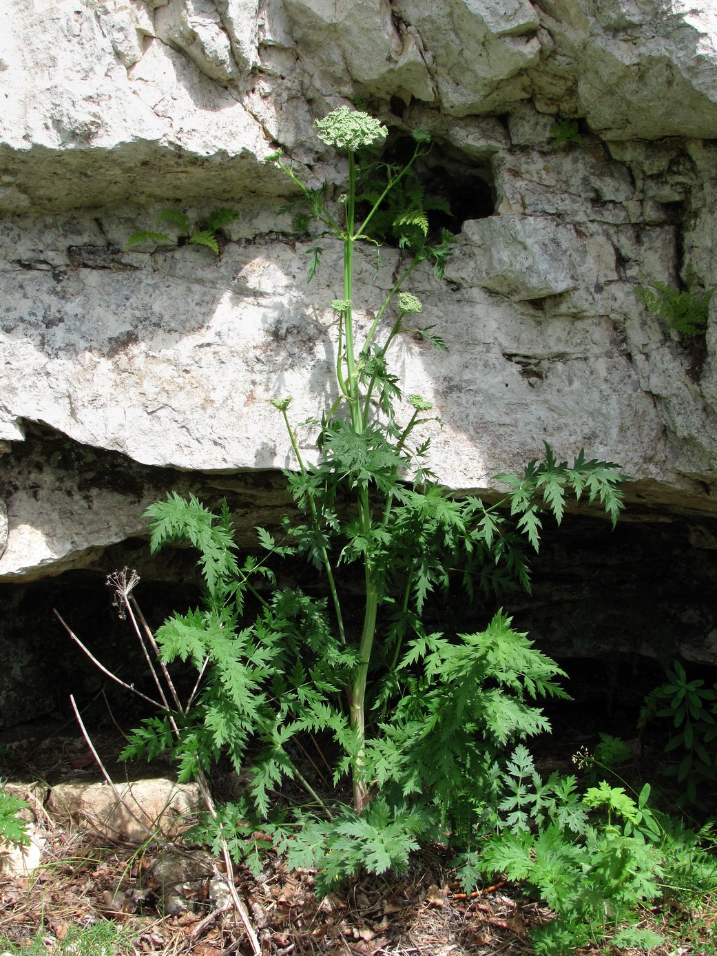 Image of Seseli libanotis specimen.