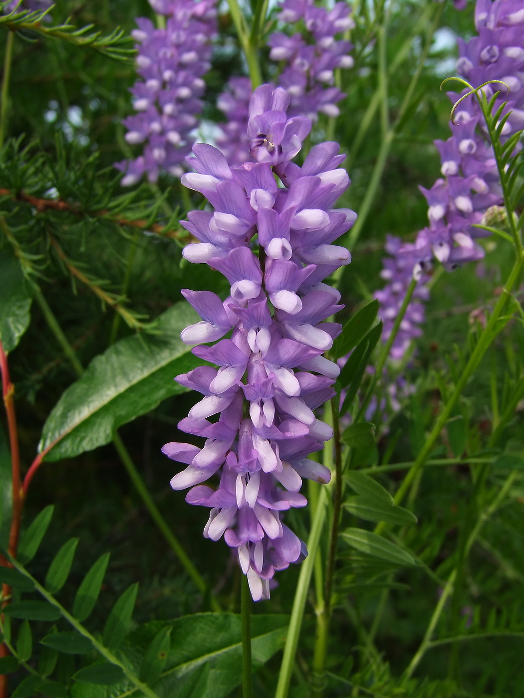 Изображение особи Vicia cracca.