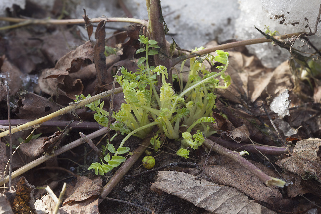 Image of Polemonium pauciflorum specimen.