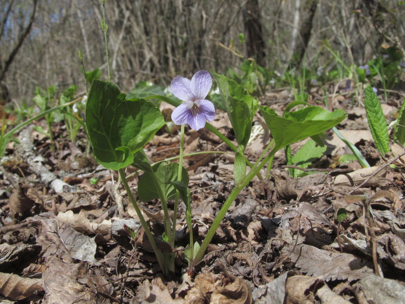 Изображение особи Viola mirabilis.