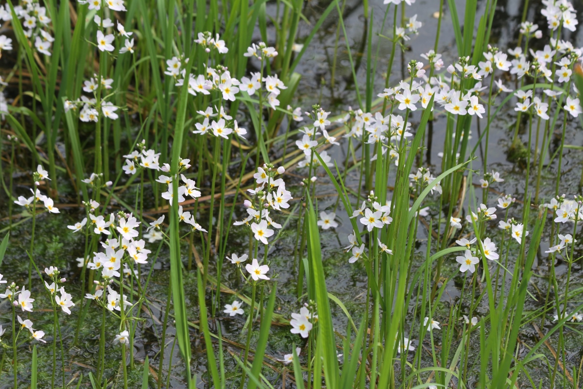 Изображение особи Hottonia palustris.