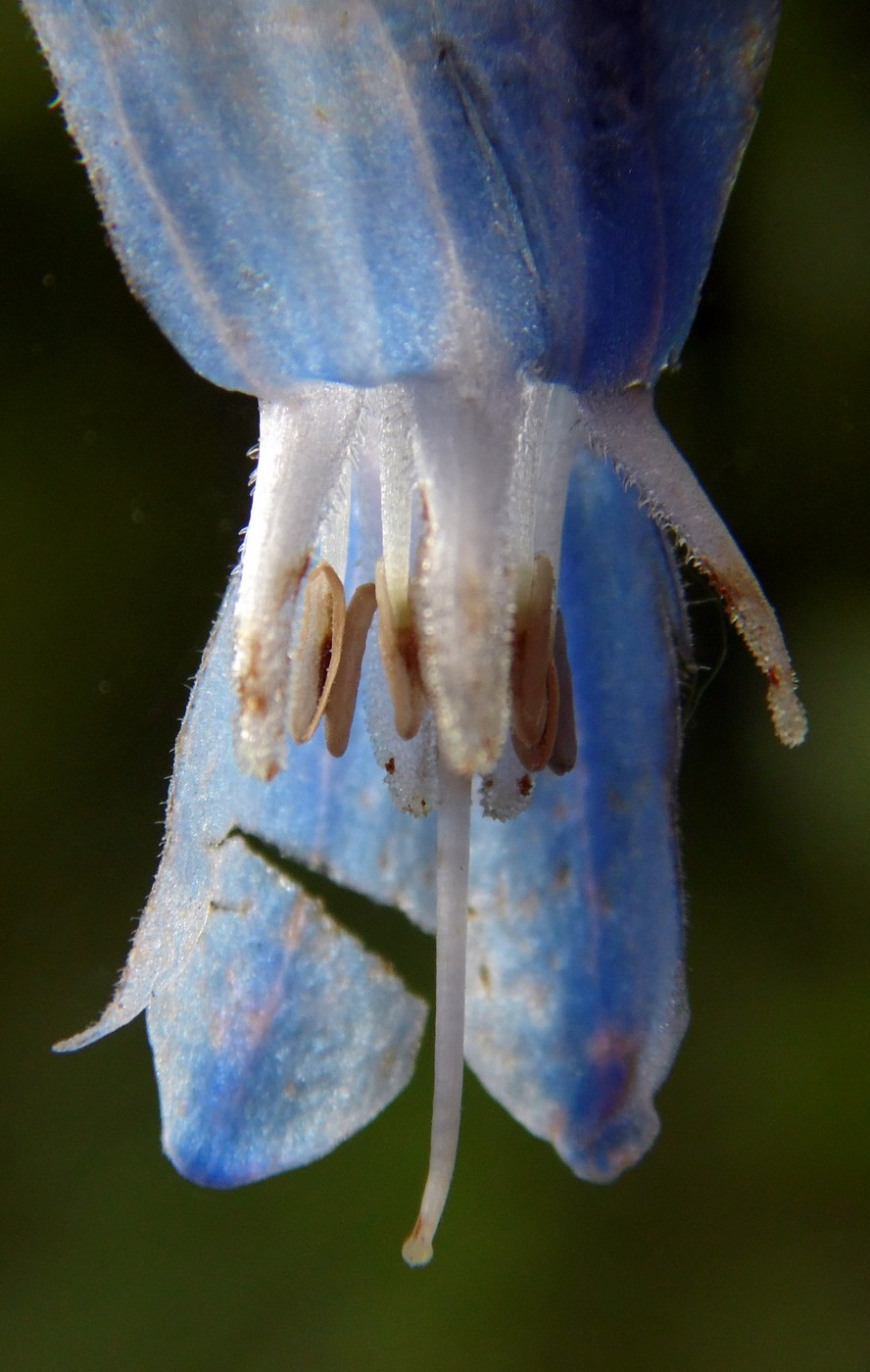 Image of Symphytum asperum specimen.