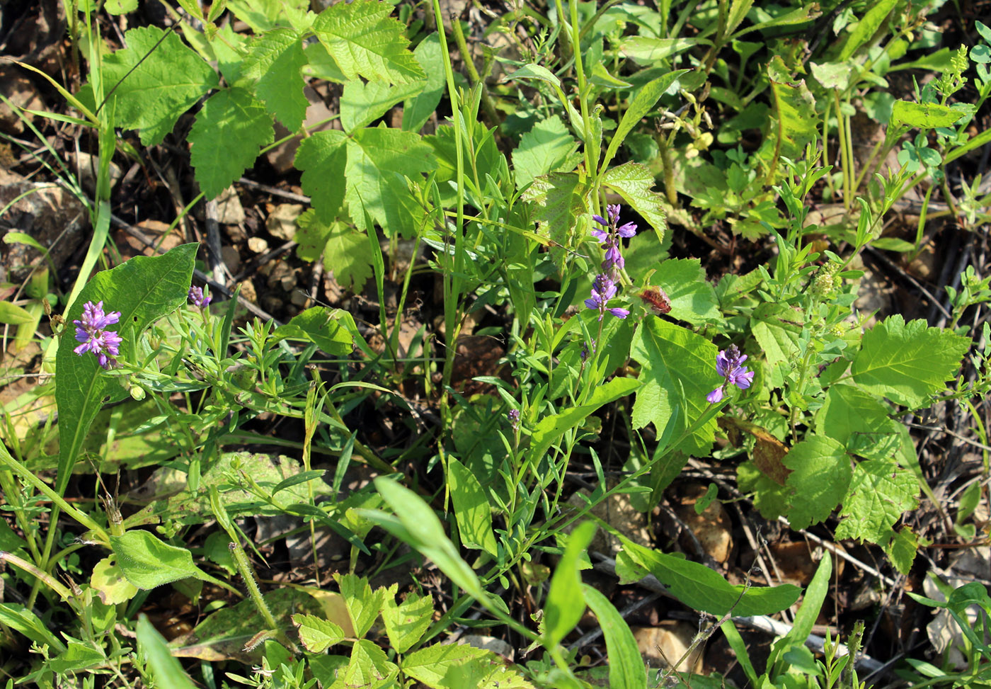 Изображение особи Polygala comosa.