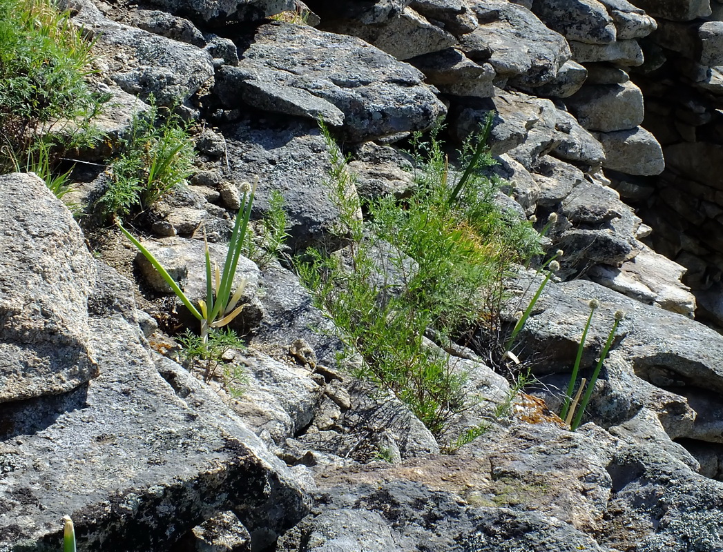 Изображение особи Allium altaicum.