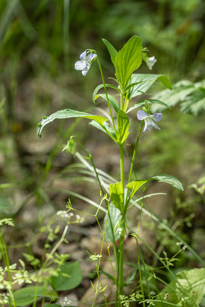 Image of Viola elatior specimen.