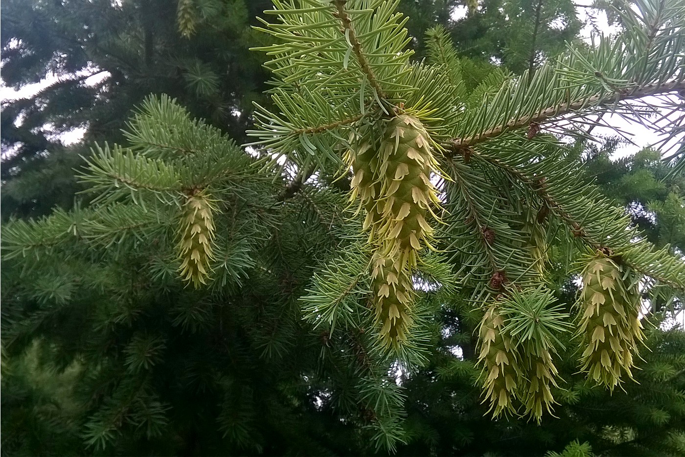 Изображение особи Pseudotsuga menziesii.