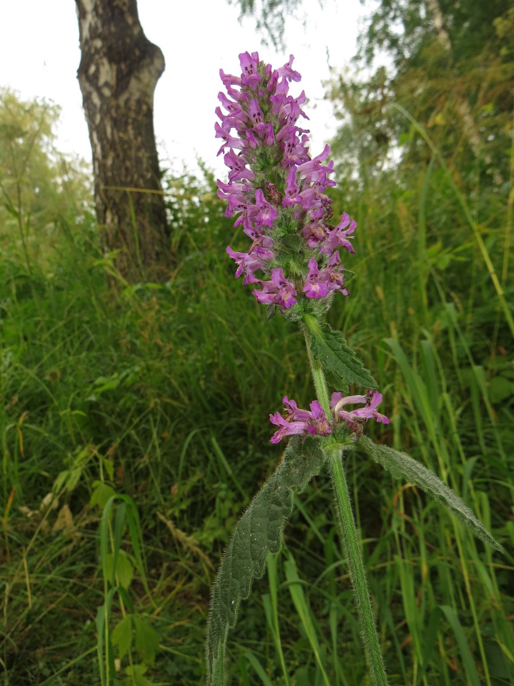 Изображение особи Betonica officinalis.