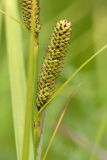 Carex acutiformis