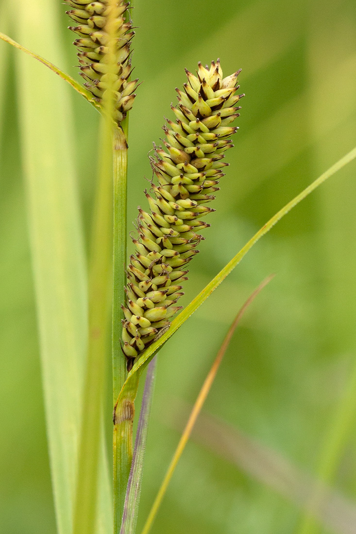 Image of Carex acutiformis specimen.