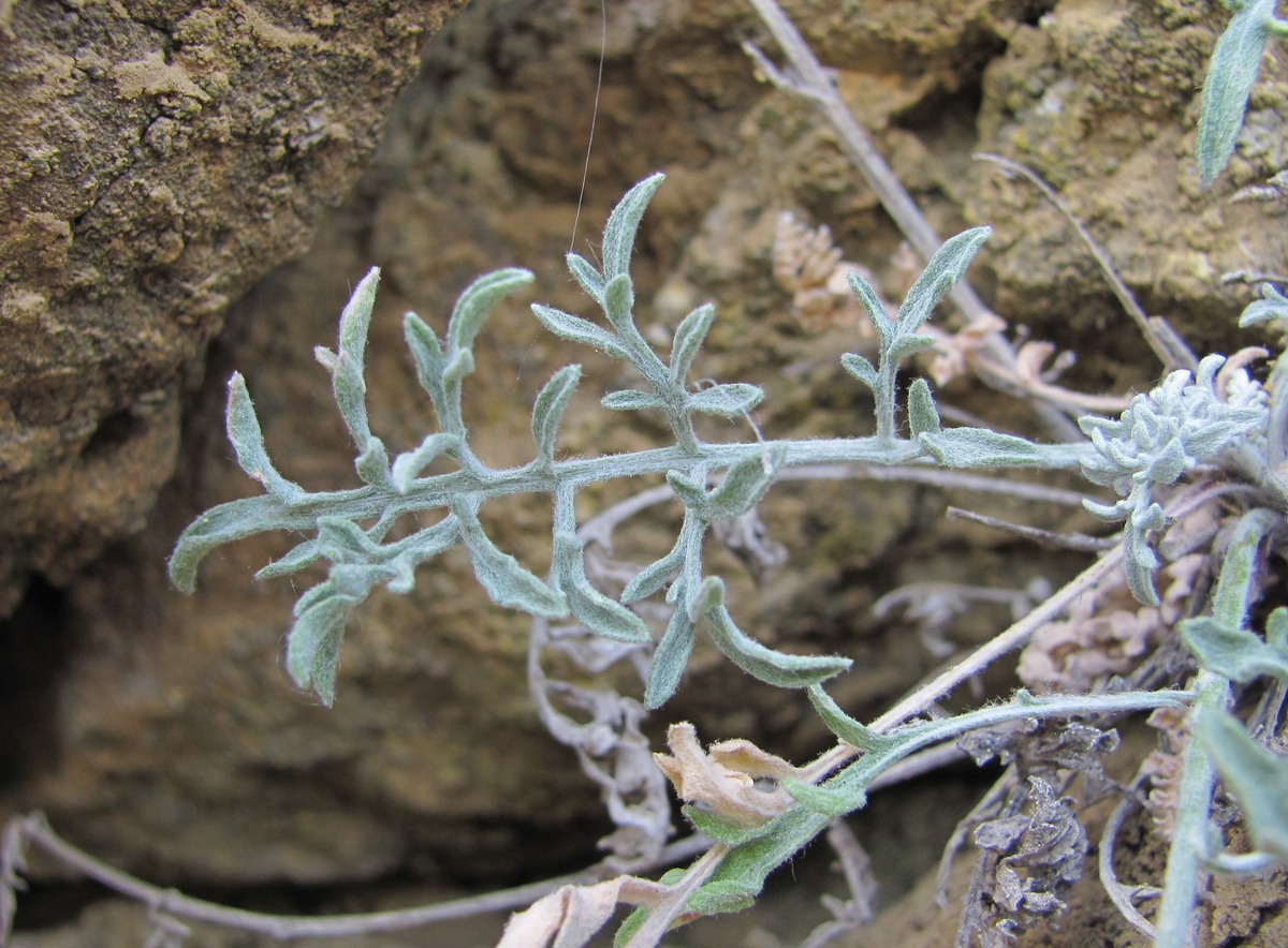 Image of Centaurea caspia specimen.