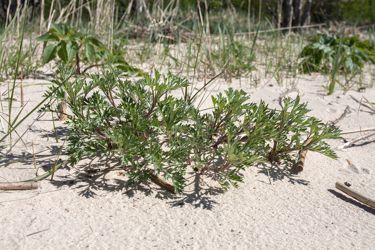 Изображение особи Artemisia vulgaris.