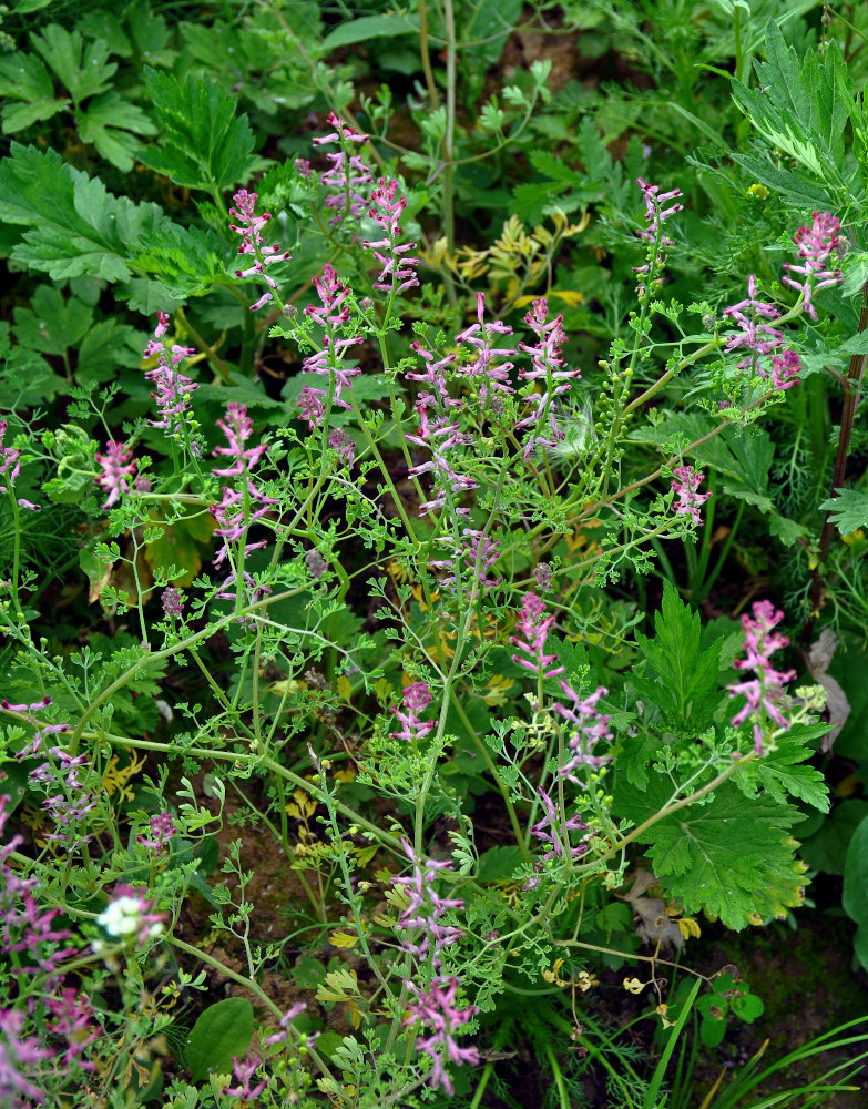 Image of Fumaria officinalis specimen.
