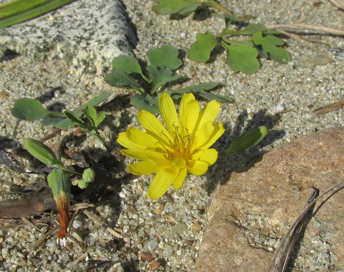 Image of Chorisis repens specimen.